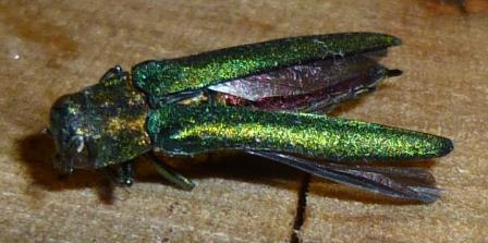The beautiful emerald ash borer unfortunately has no natural predators in southern Ontario. 