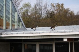 Geese on Roof Geese on their way to the Centre for Conservation exhibit