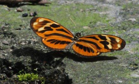 Heliconius Butterfly, Peru. Not our Monarch, despite the same colours!