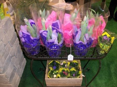 tulips w