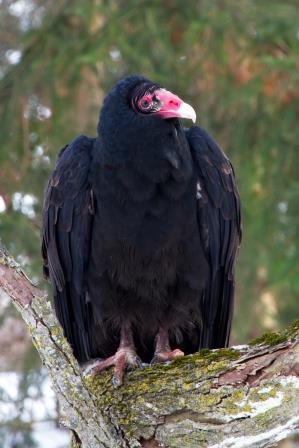 Buzz, the Turkey Vulture